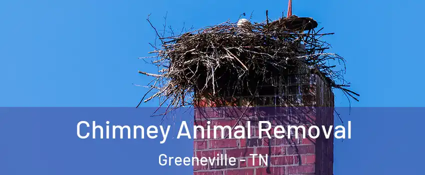  Chimney Animal Removal Greeneville - TN