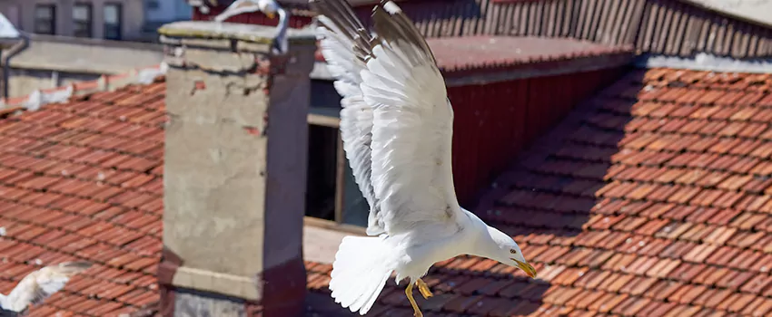 Residential Chimney Animal Removal Solution in Greeneville, TN